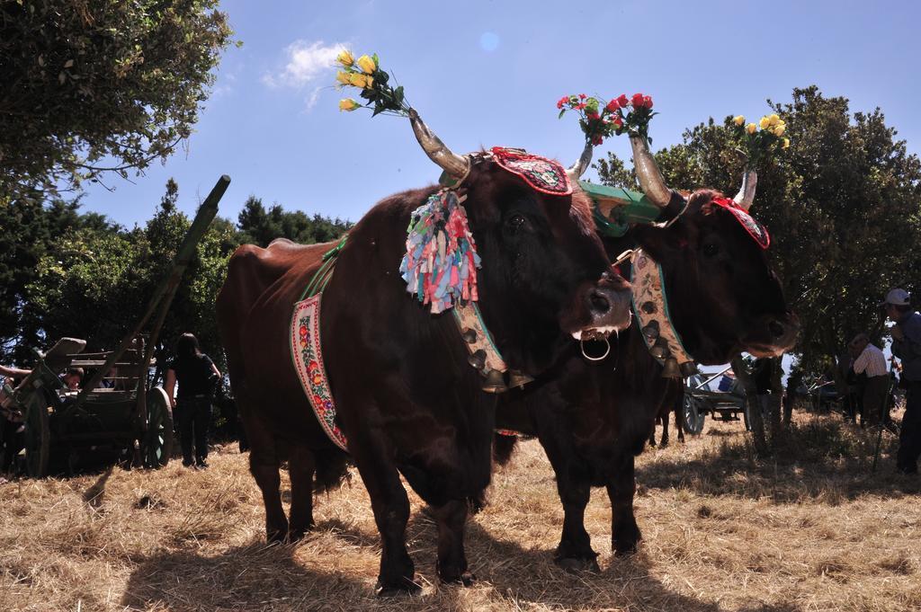 Agriturismo Rocca Su Moru Villa Arbus Dış mekan fotoğraf