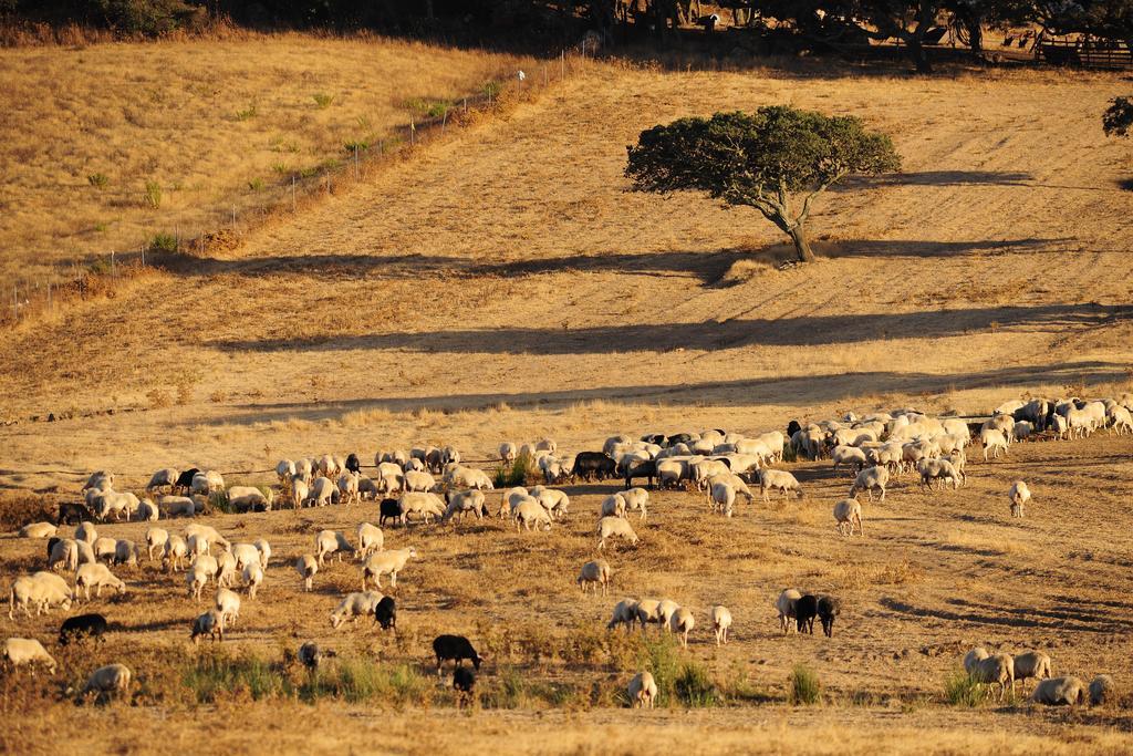 Agriturismo Rocca Su Moru Villa Arbus Dış mekan fotoğraf