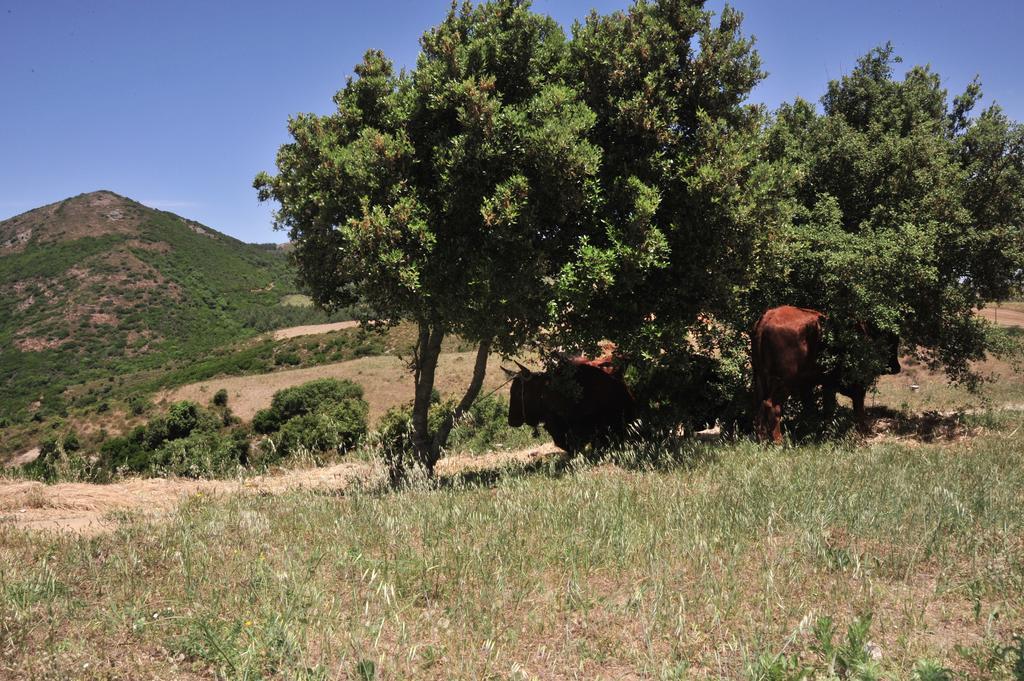 Agriturismo Rocca Su Moru Villa Arbus Dış mekan fotoğraf
