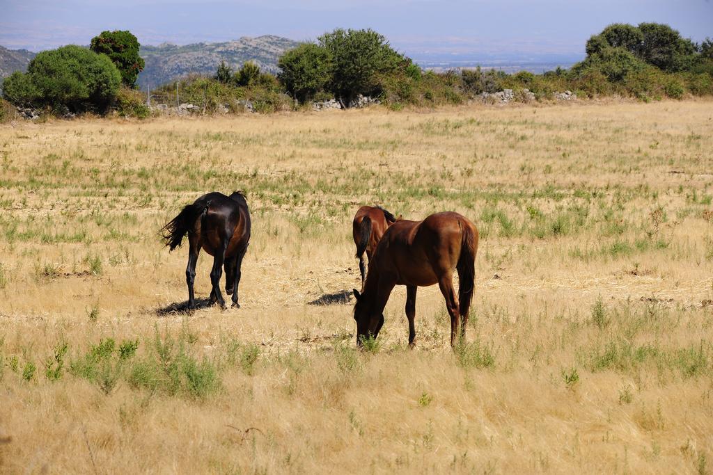 Agriturismo Rocca Su Moru Villa Arbus Dış mekan fotoğraf